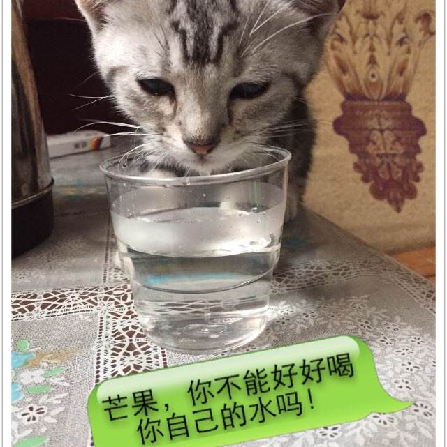 改姓公证书范本